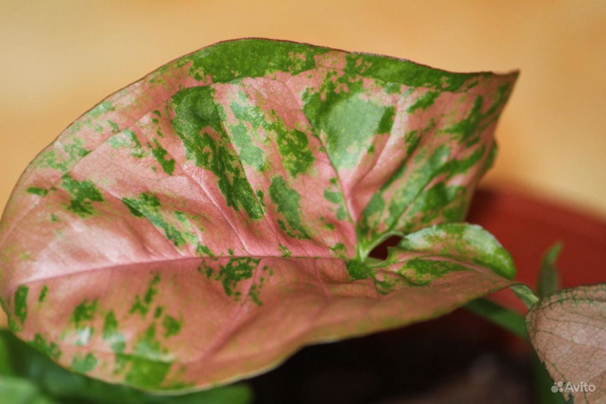 Пинк флексид сингониум