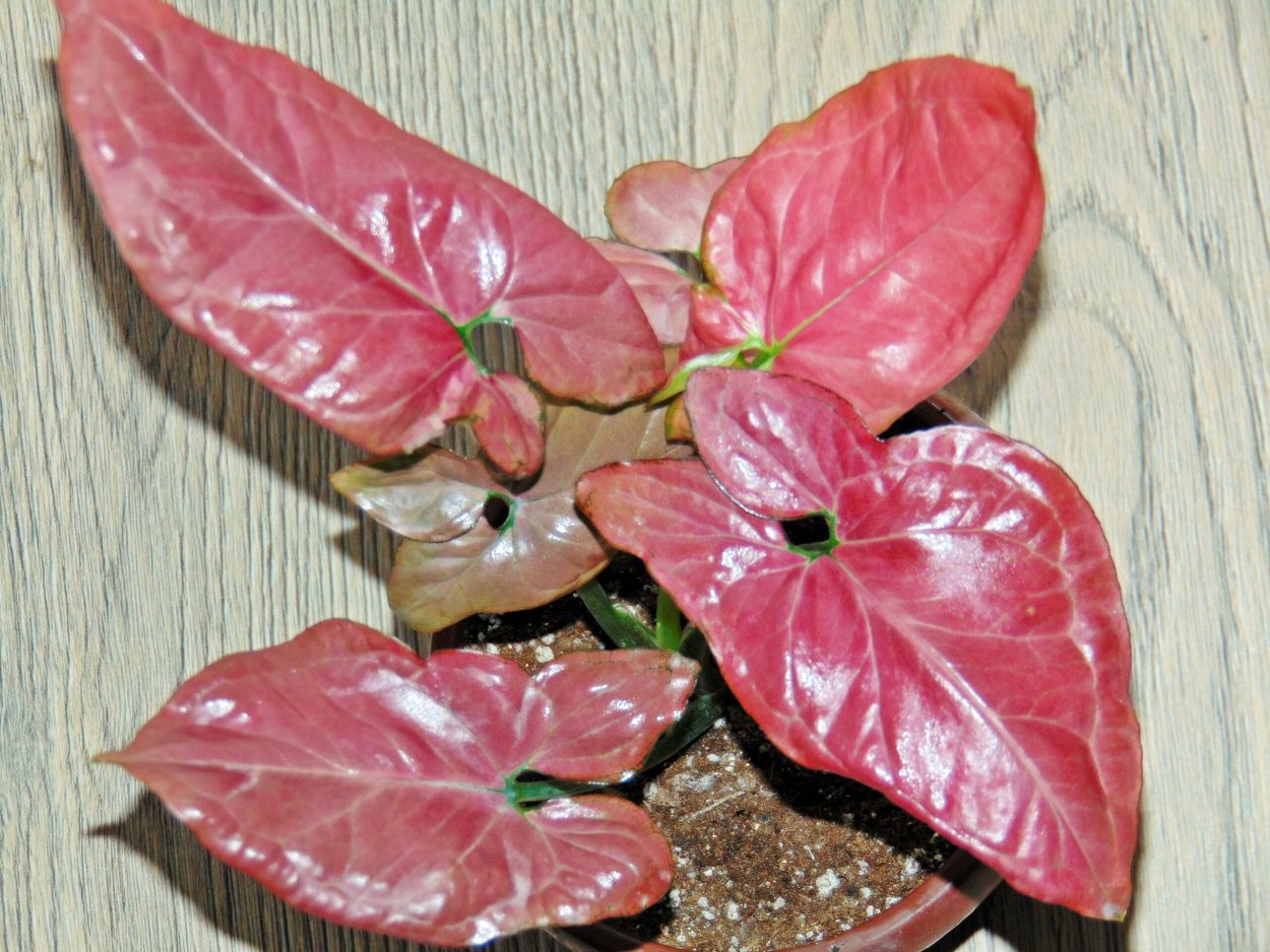 Аглаонема леди Валентина