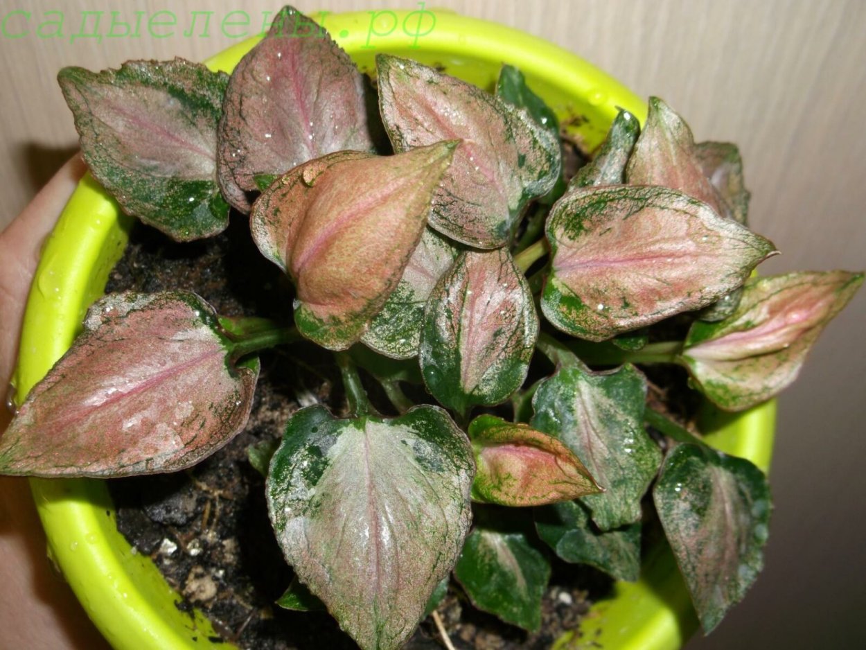 Сингониум Пинк спот