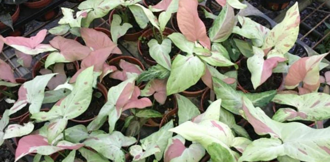 Сингониум Подофиллум