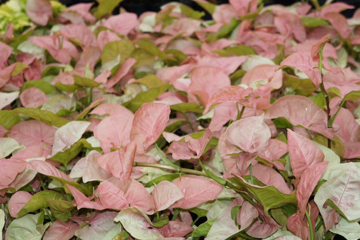 Syngonium Neon robusta