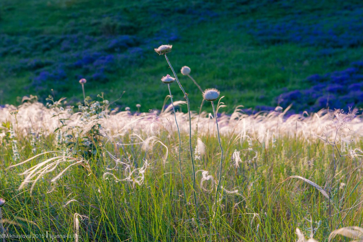 Ковыль Степной