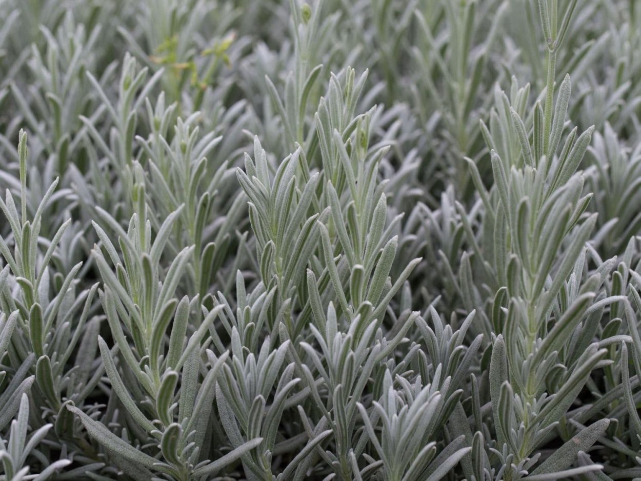 Оренбург цветет ковыль