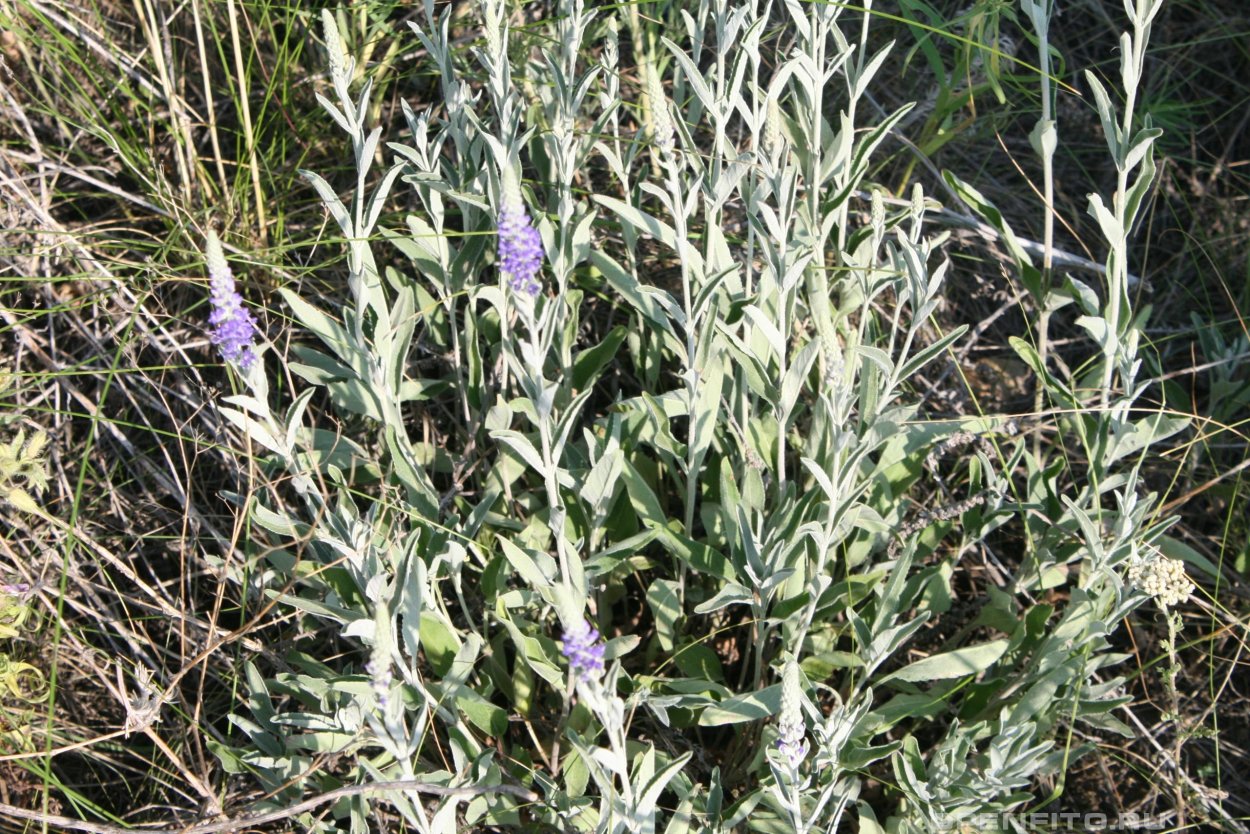 Камуфляж седых волос для женщин