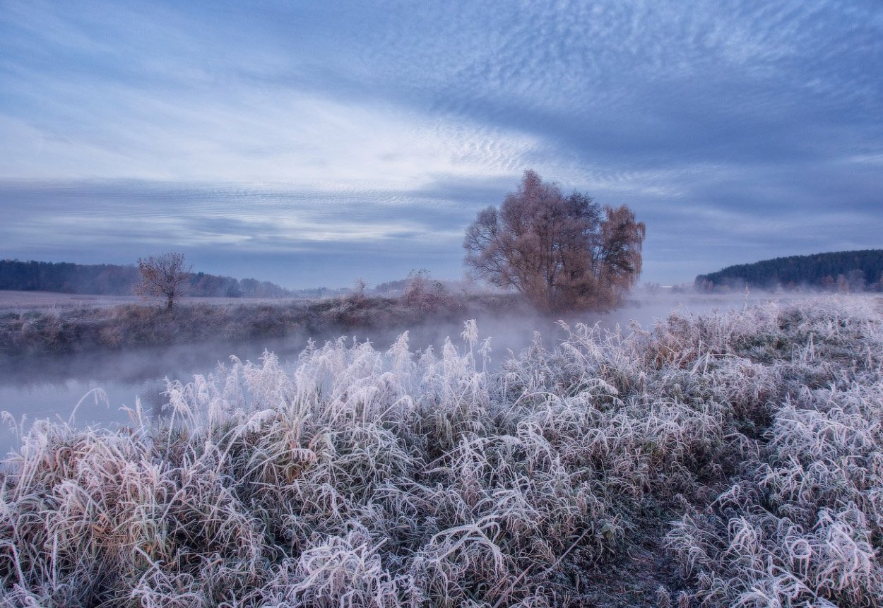 Трава культурная Седая