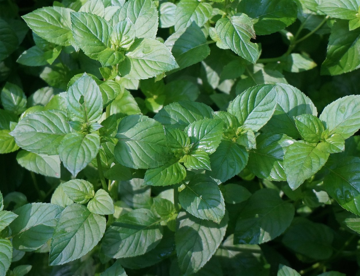 Мята перечная Garden Mint