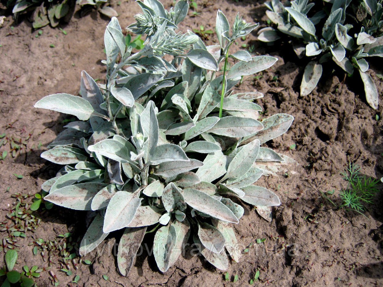 Полынь Шмидта Сильвер