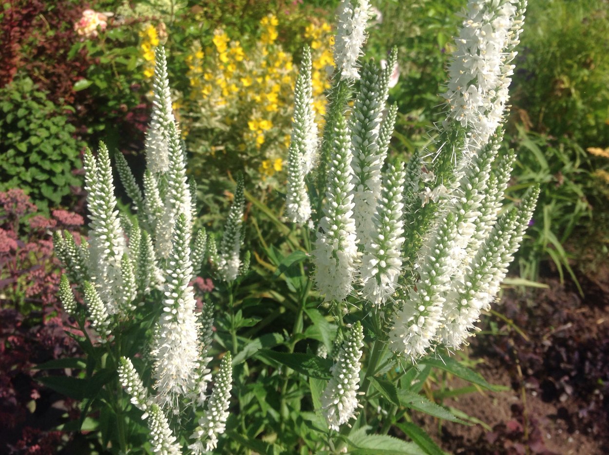 Вероника Седая Wendy