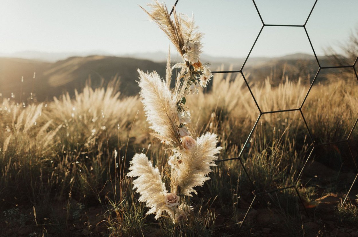 Лаванда узколистная Сильвер мист