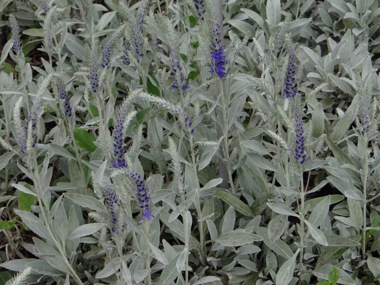 Колорирование седых волос