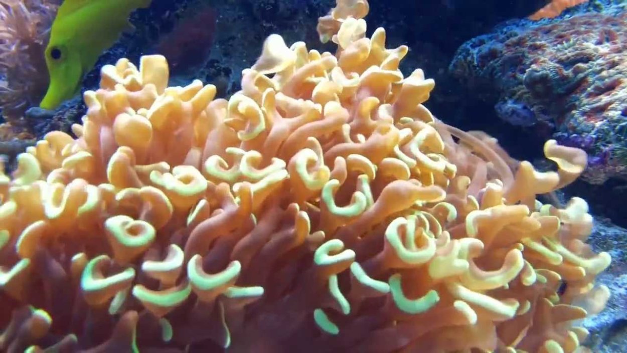 Euphyllia glabrescens NY Knicks splitting Torch