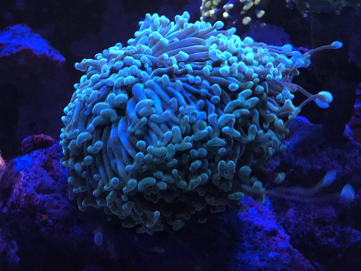 Эуфилия Ultra Green