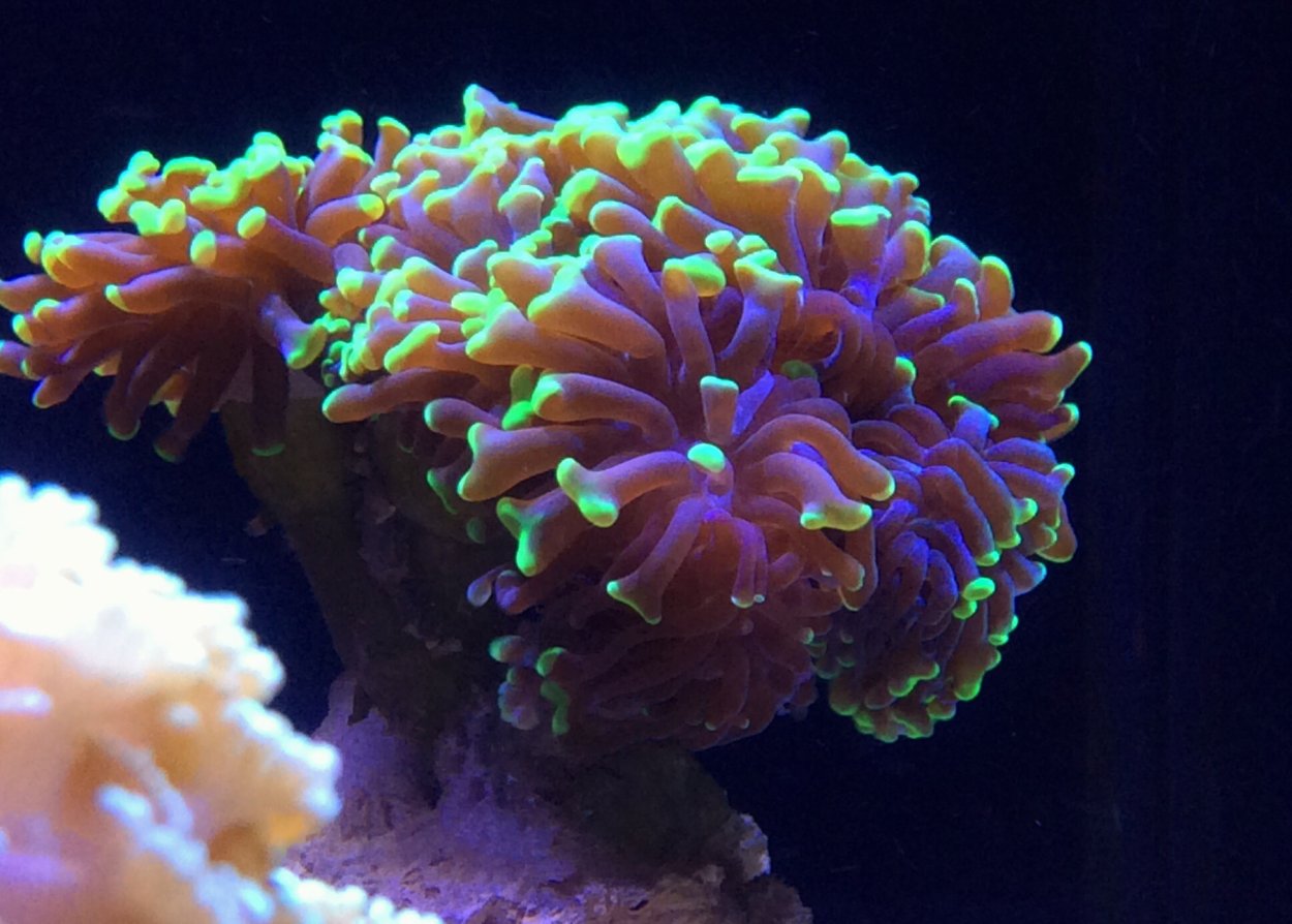 Эуфилия параанкора Голд