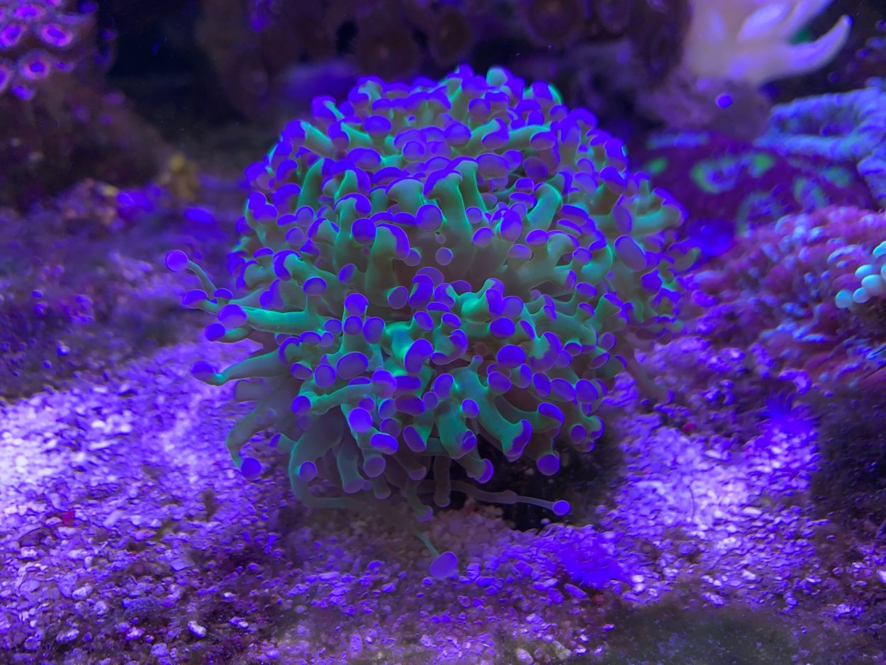 Коралл пузырь