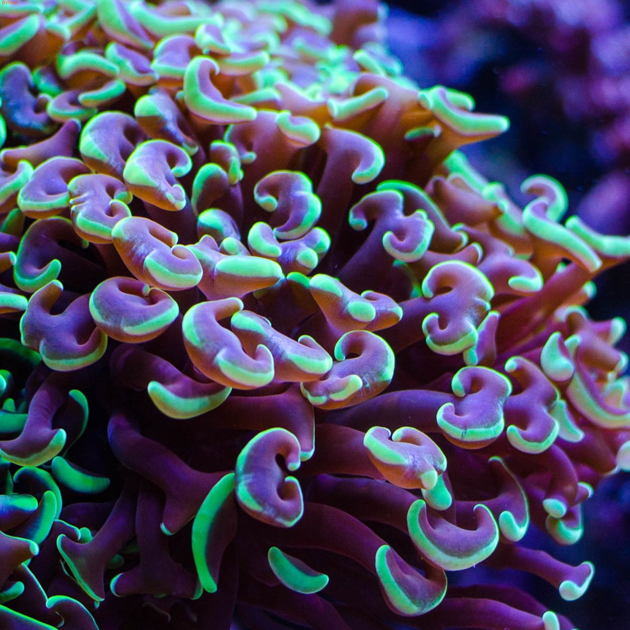 LPS коралл Эуфиллия Лягушачья икра