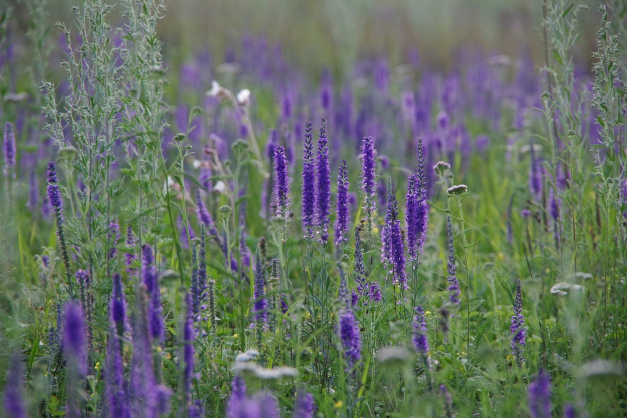 Снег на газоне