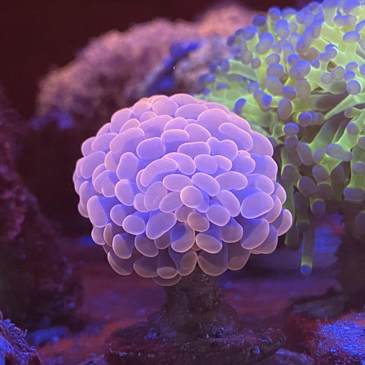 Кальмар в морском аквариуме