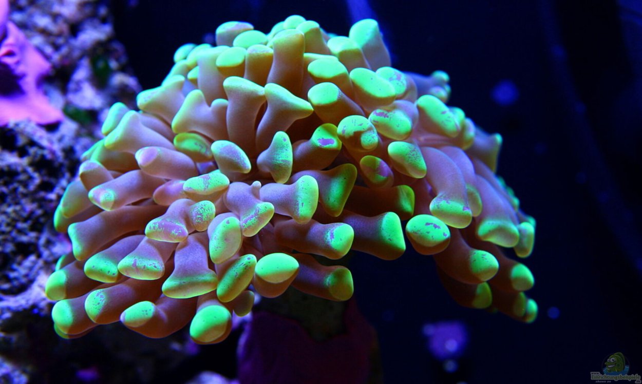 Caryophyllidae коралл