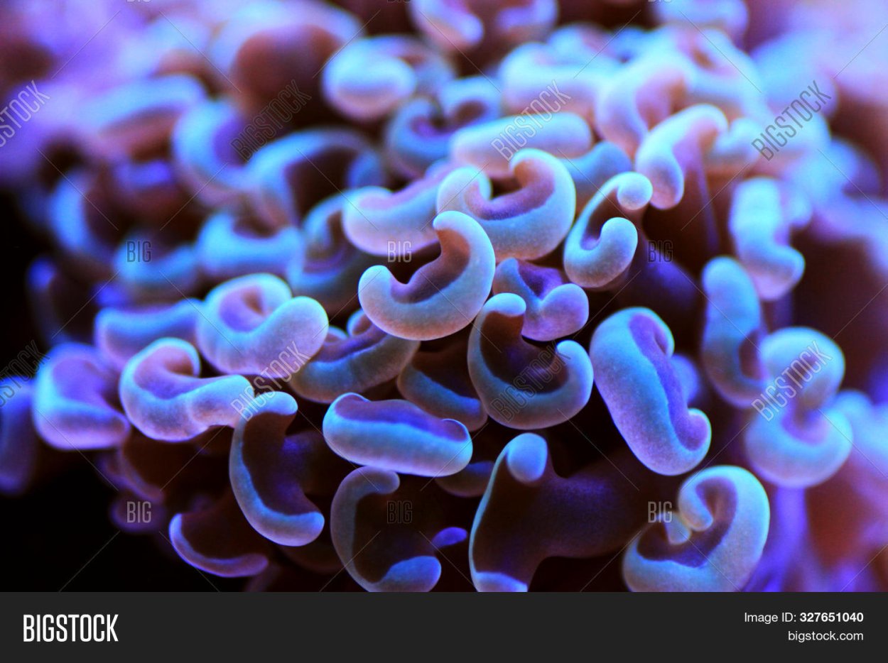 Эуфиллия молоток