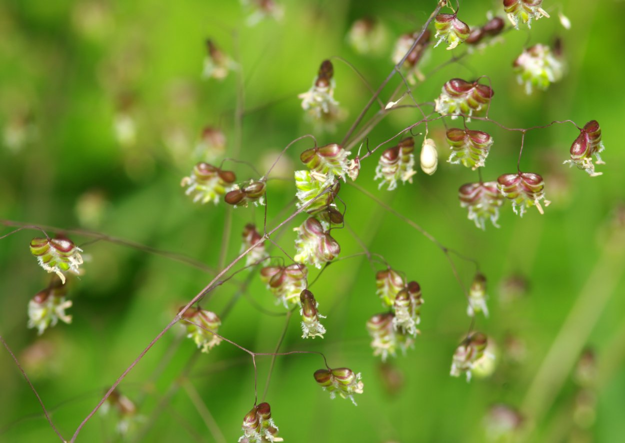 Кукушкины слезки трясунка