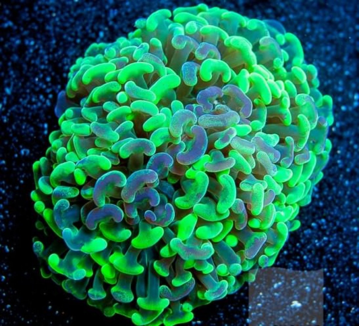 Коралл Эуфилия зеленая