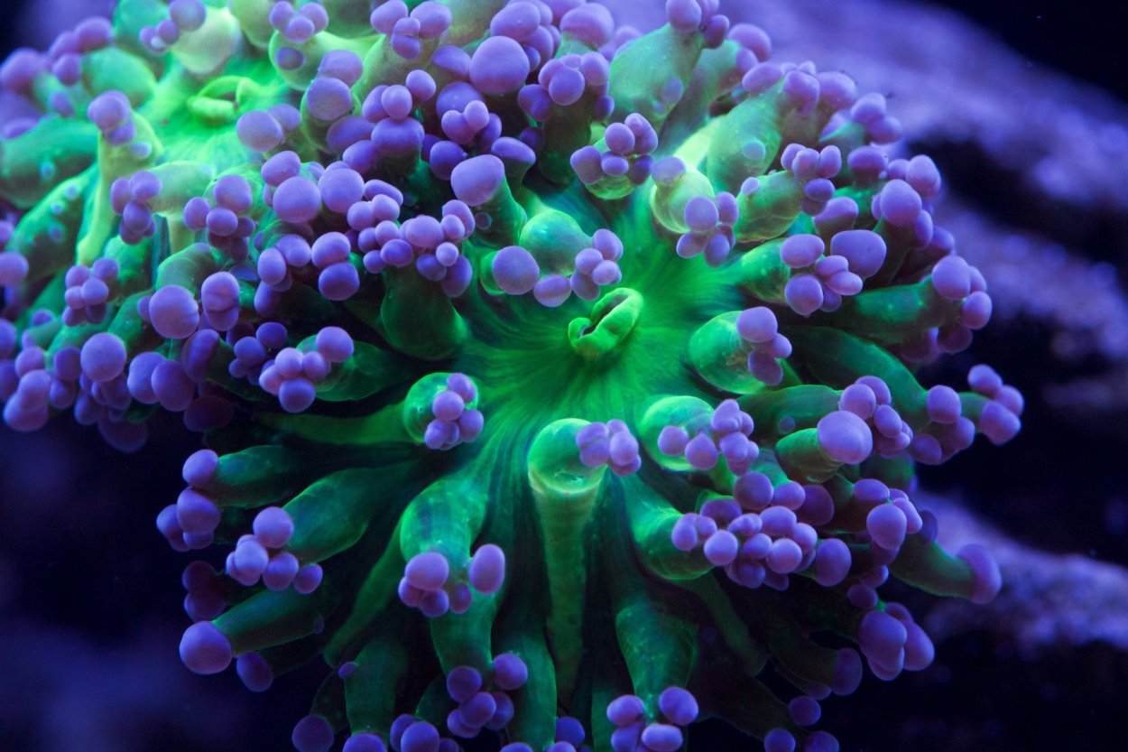 Эуфиллия Виноградная