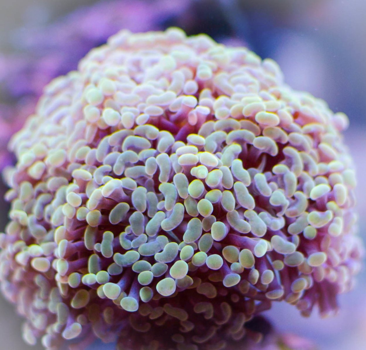 Эуфилия Анкора коралл