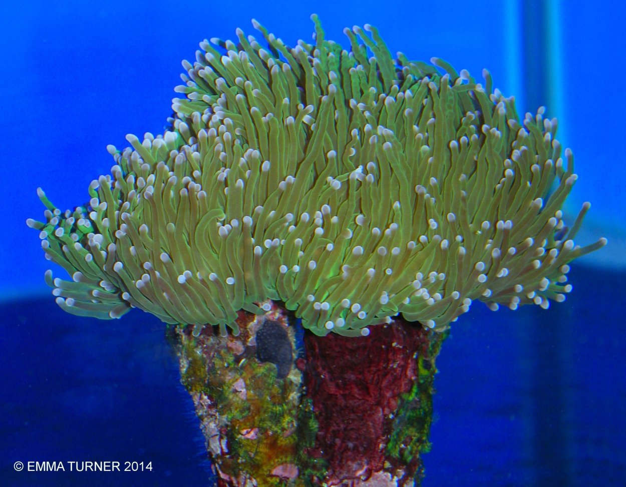 Эуфилия коралл