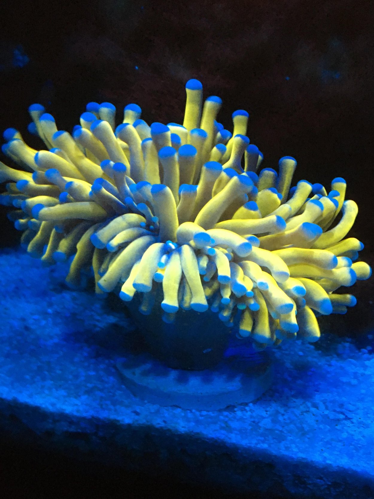 Коралл Эуфилия бурое желе