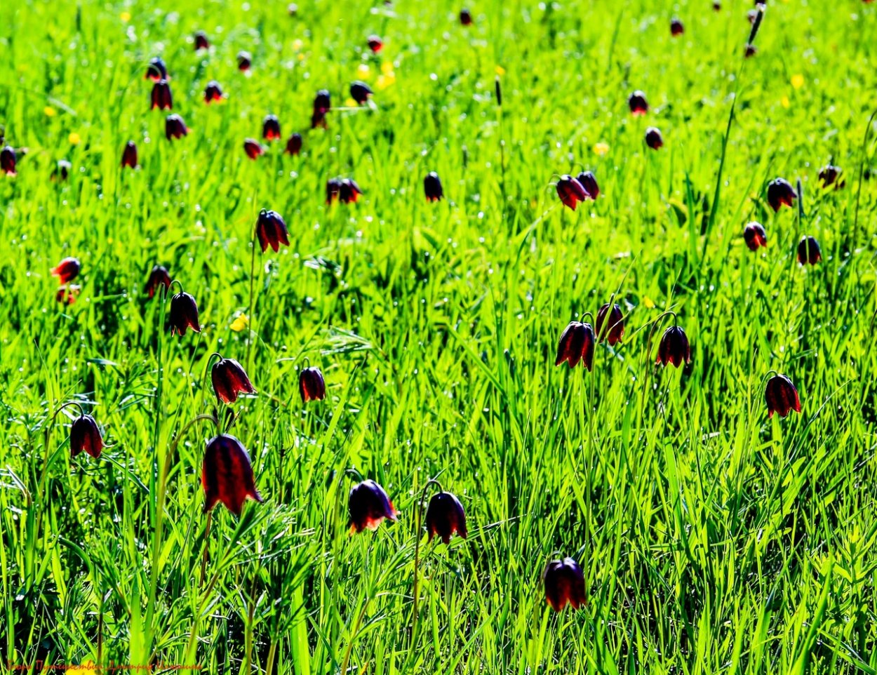 Трава Божья слеза