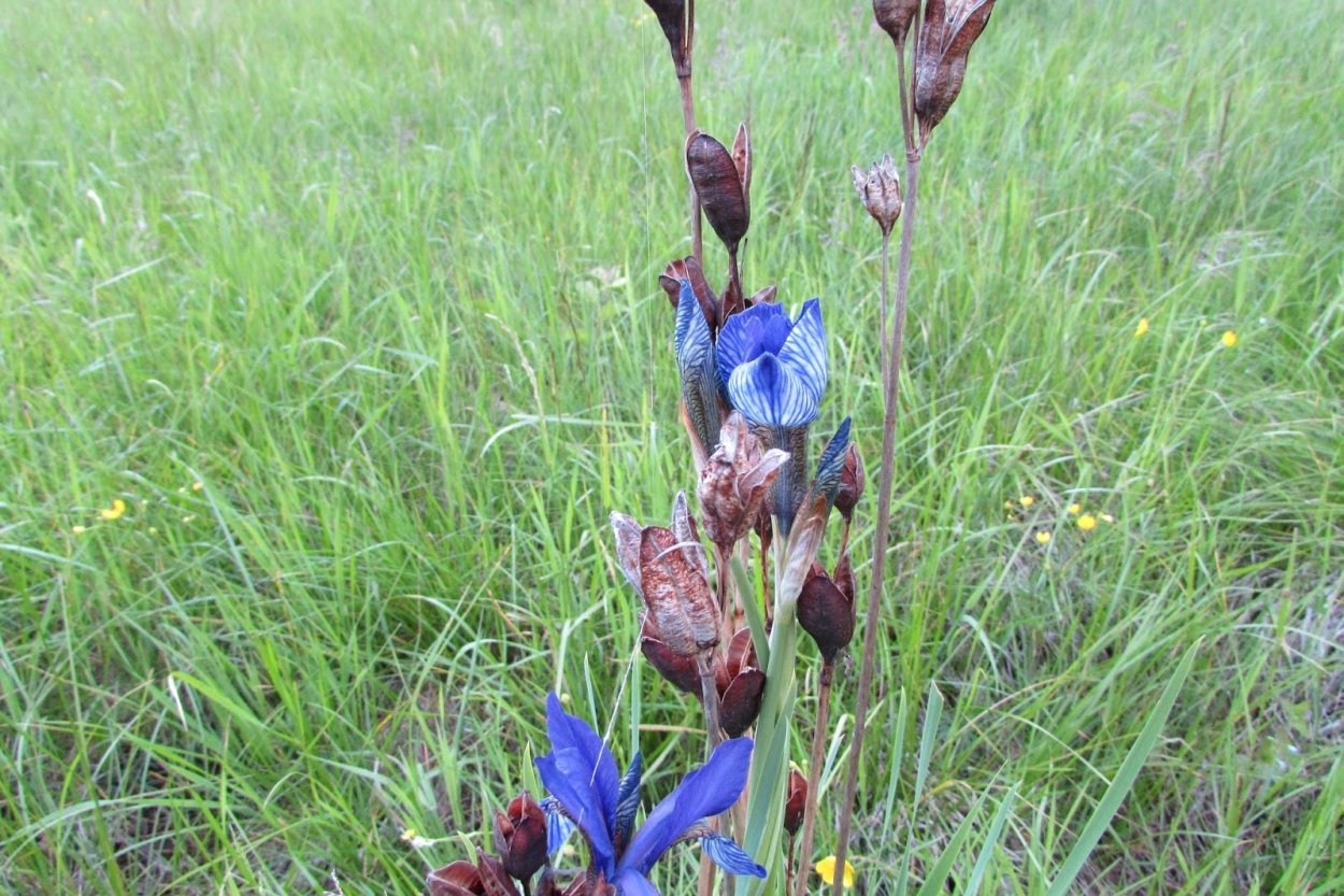 Трава Полевая Кукушкины слезки