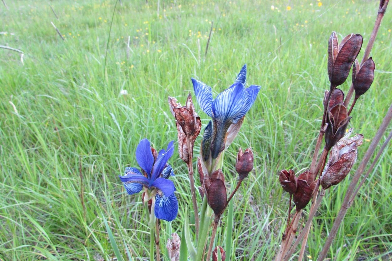 Ирис Кукушкины слезки