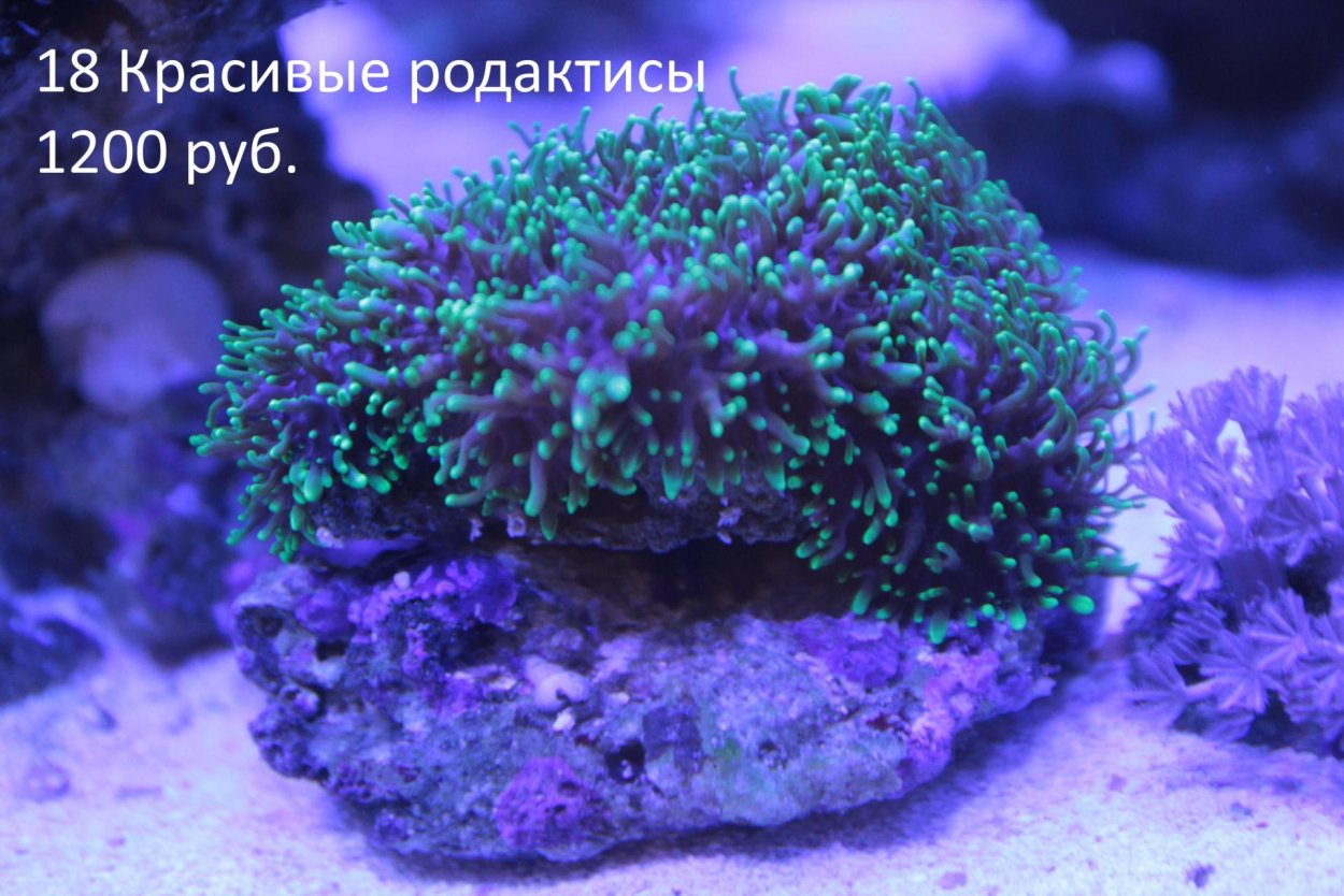 Euphyllia paraancora