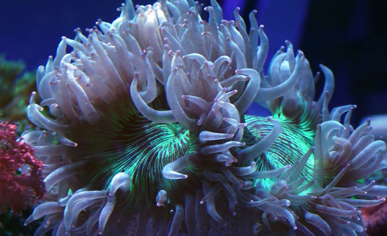 Euphyllia yaeyamaensis