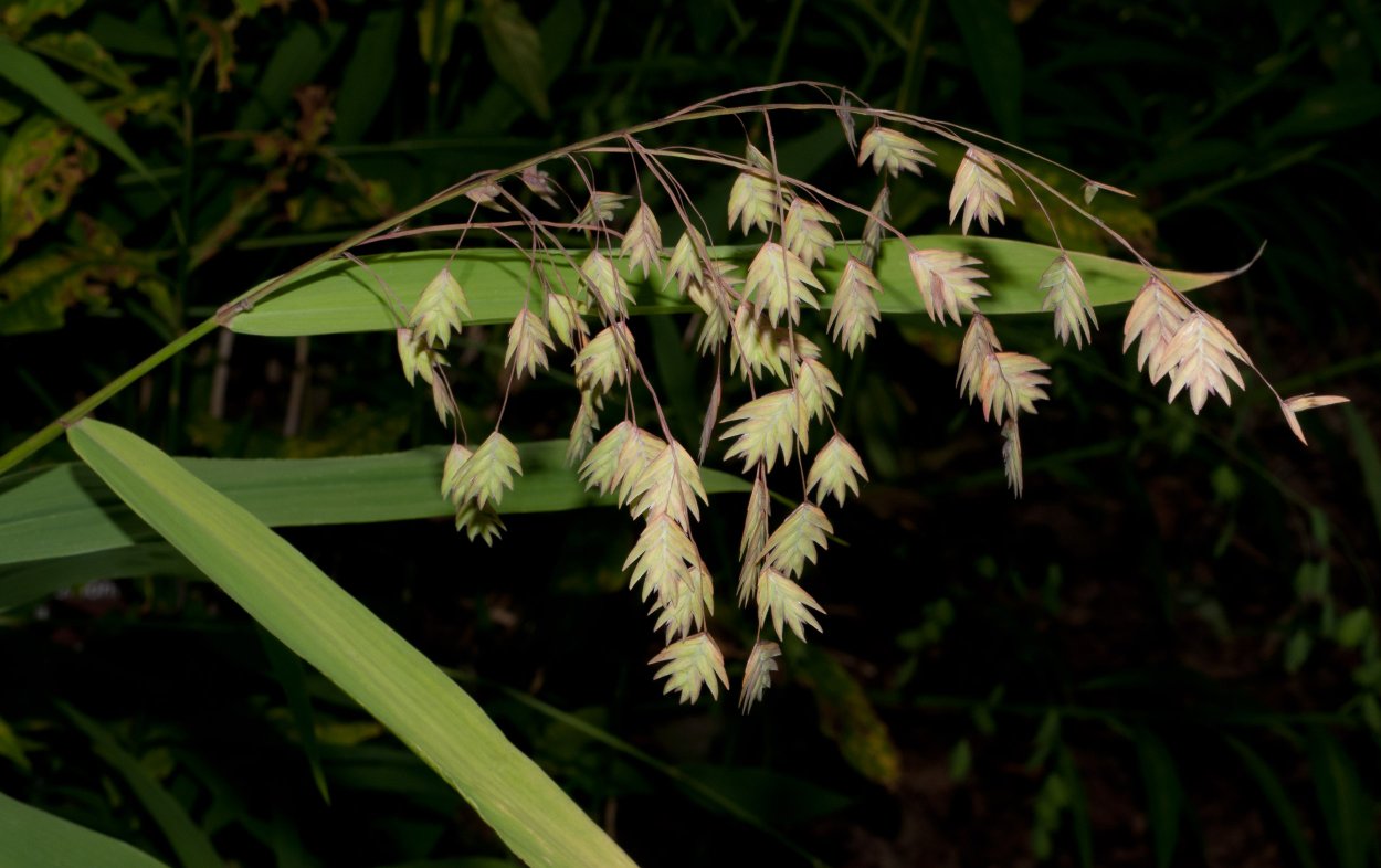 Кукушкины слезки трясунка