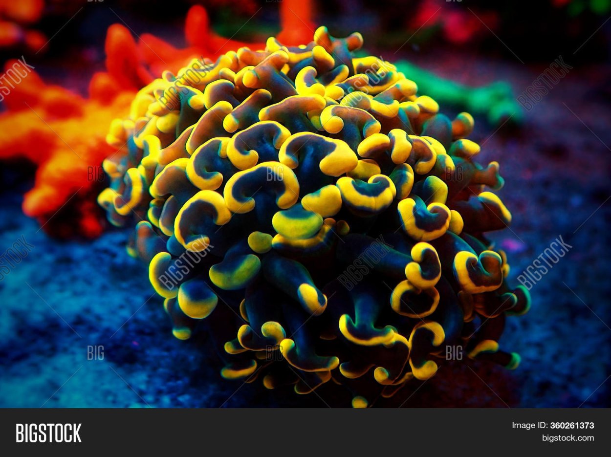 Эуфилия Gold Hammer