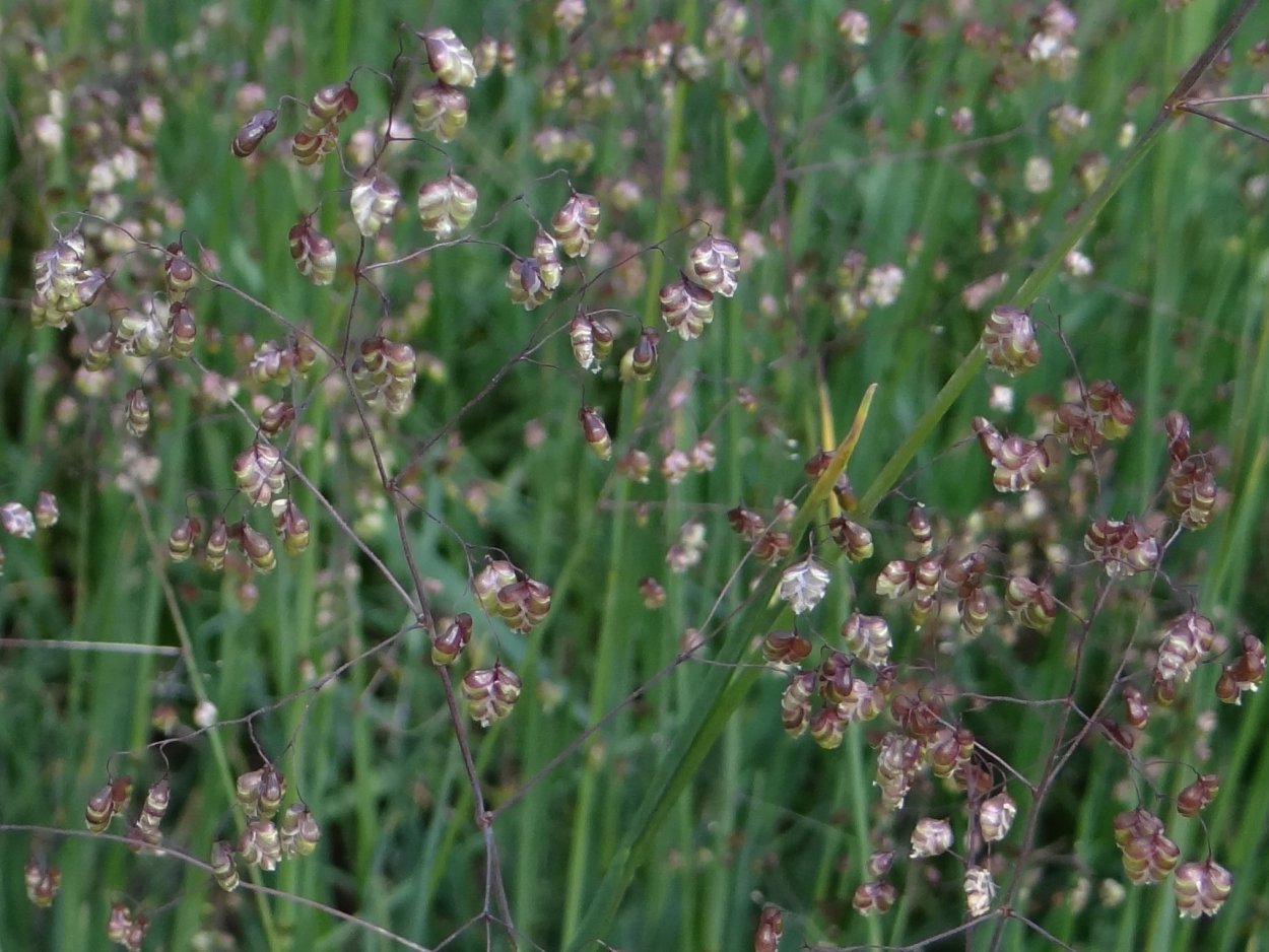 Трясунка 'briza Media'