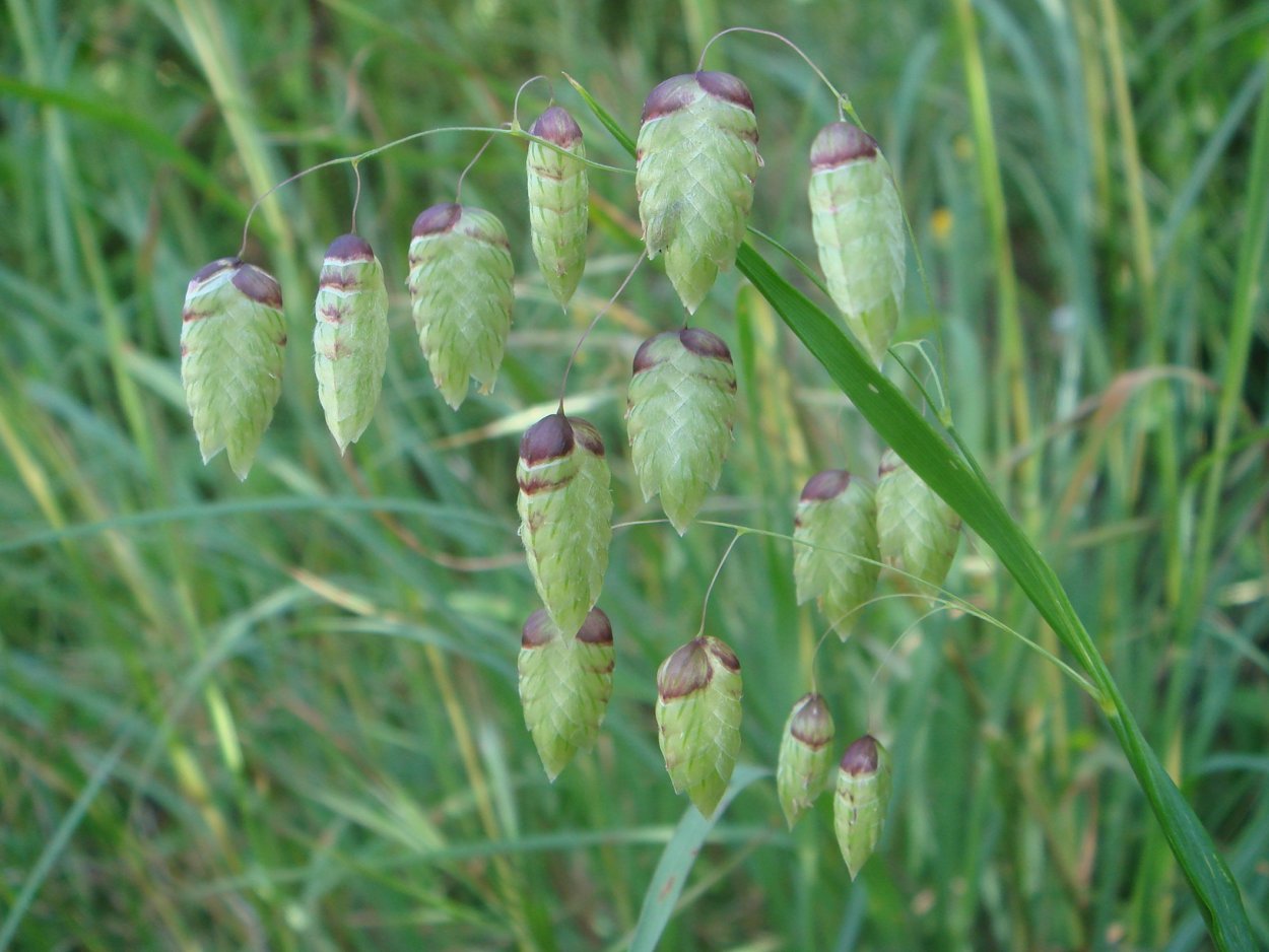 Кукушкины слёзы растение трясунка