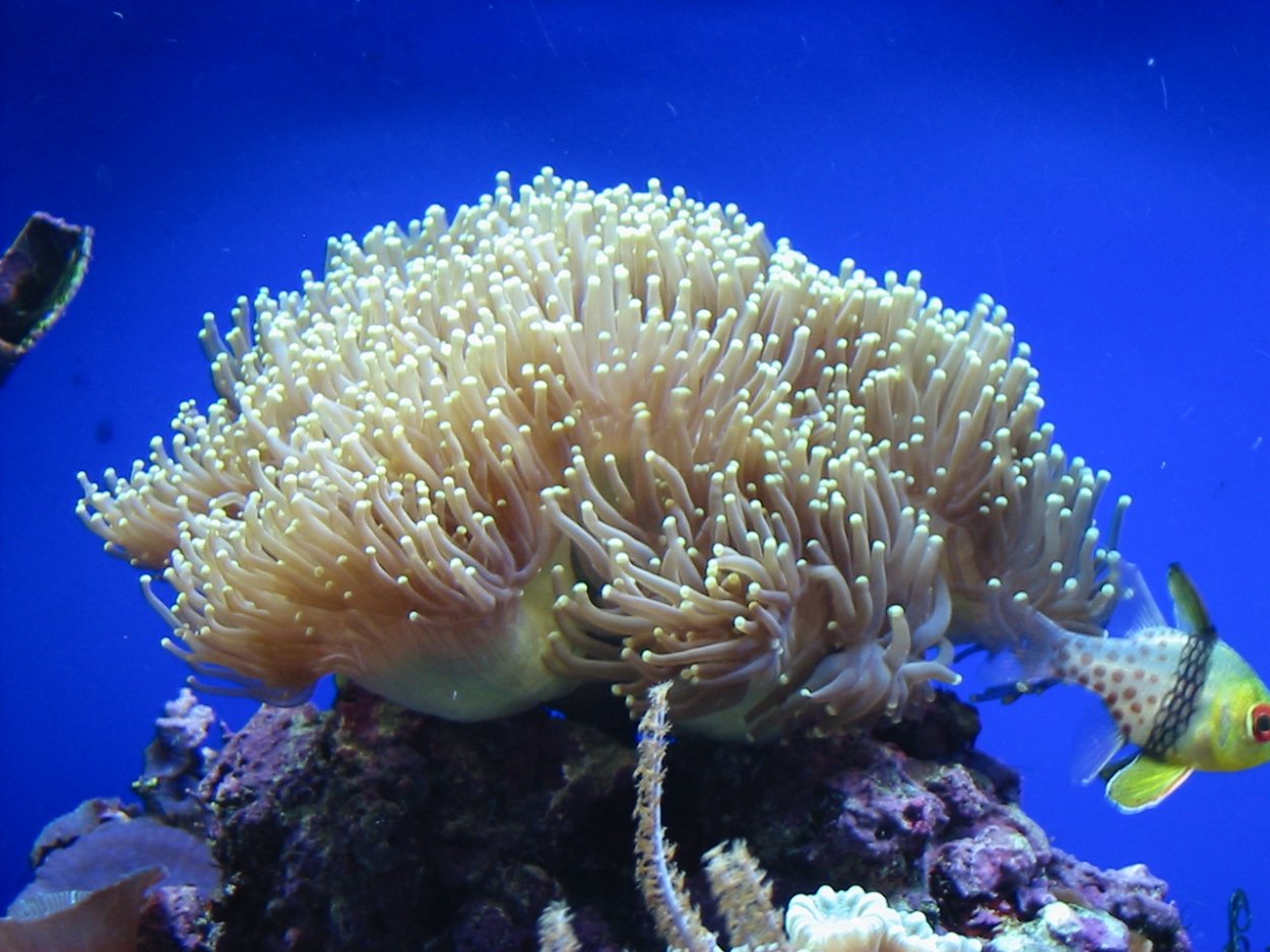 Эуфилия биколор коралл