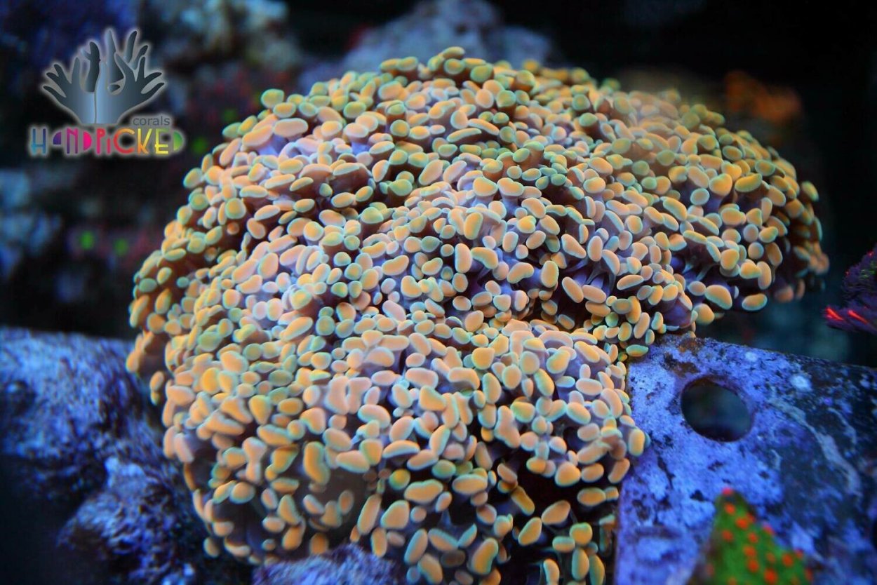 Коралл Эуфилия факельная