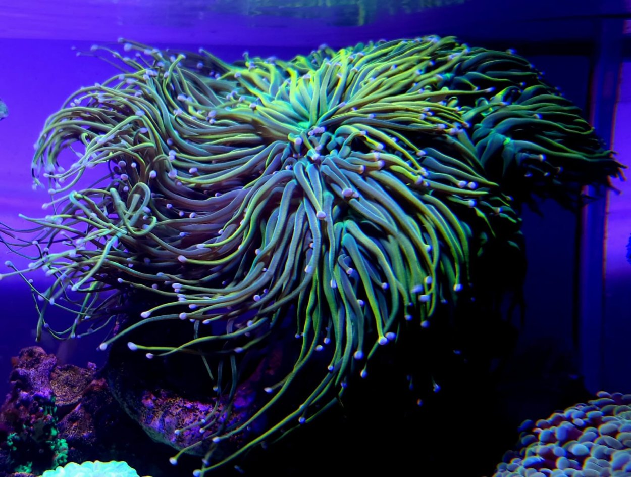 Плерогира пузырчатая