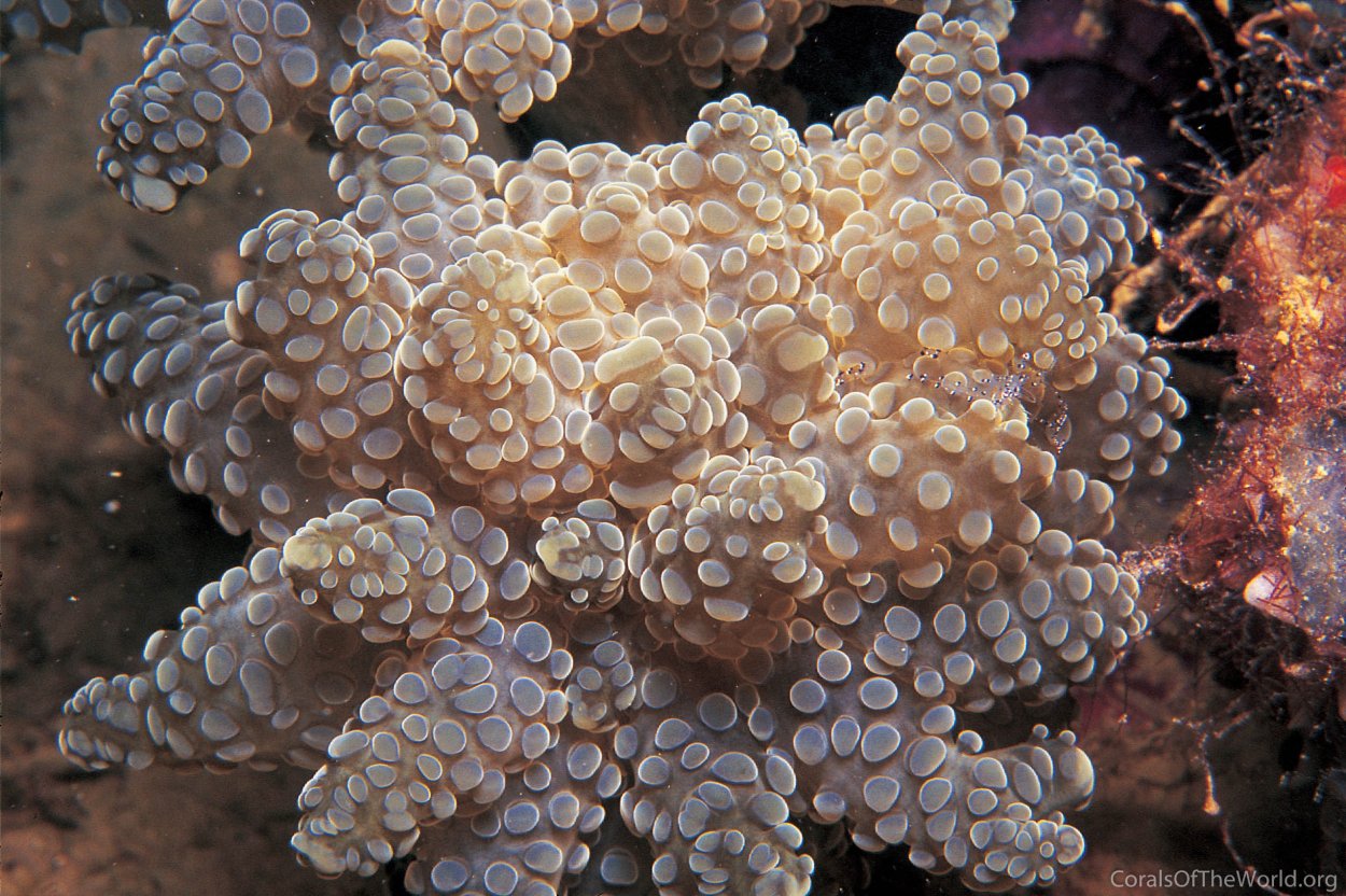 Мягкий риф с эуфилиями