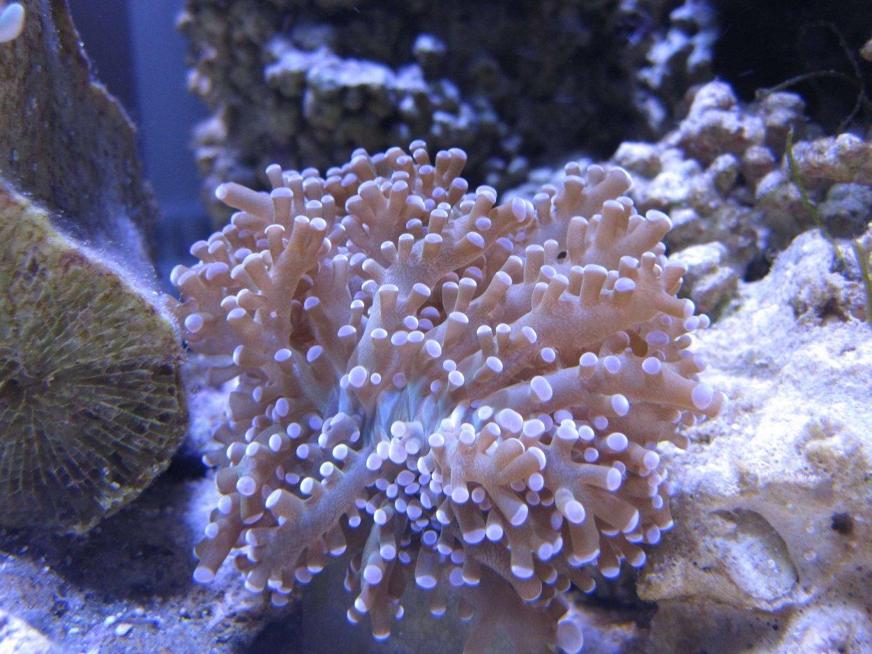 Эуфилия Анкора