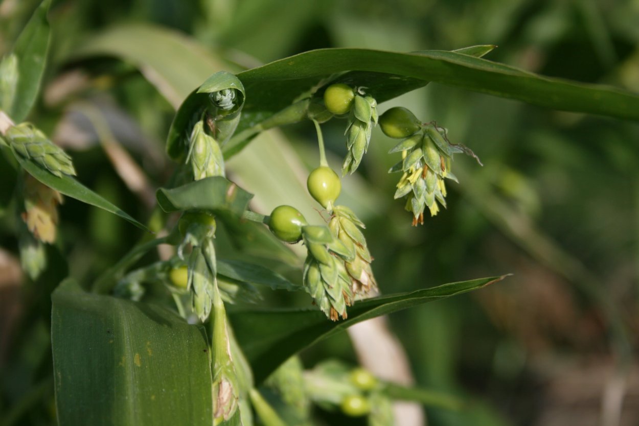 Бусенник Иовлевы слезы