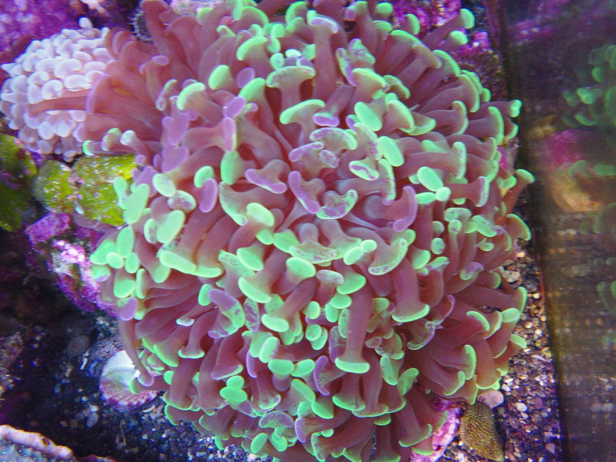 Euphyllia paradivisa (Orange)