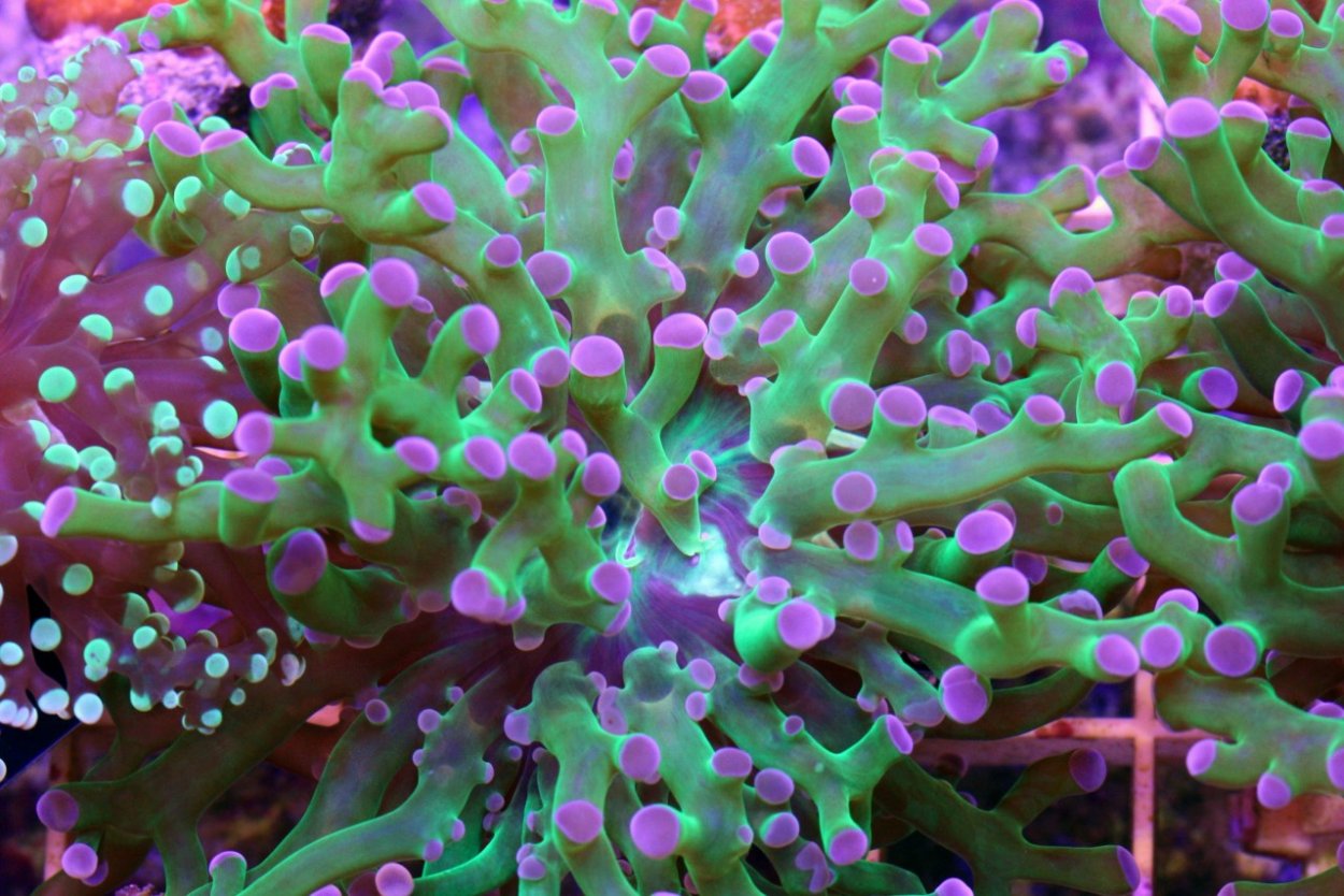 Глубоководные коралловые рифы