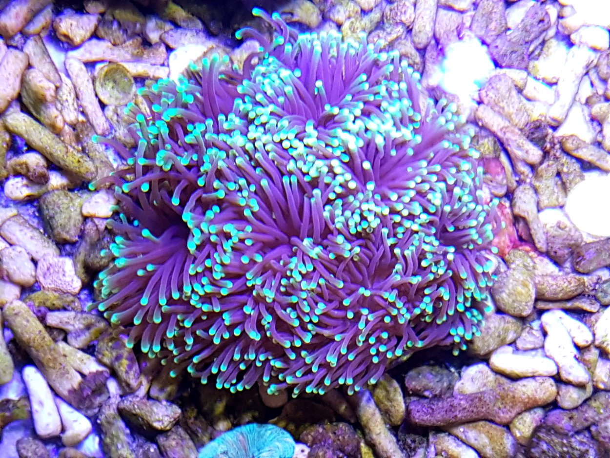 Эуфилия Якорная коралл