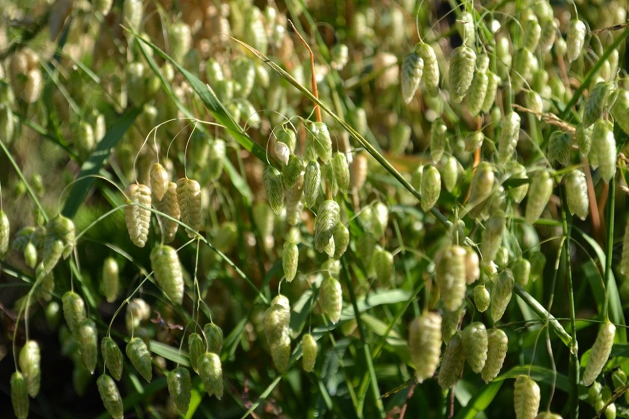 Трясунка средняя (briza Media)