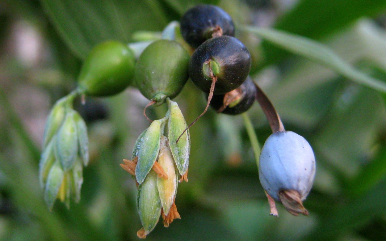 Бусенник обыкновенный