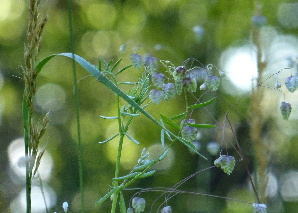 Трава Божьи слезки Луговая